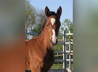 Trakehner, Étalon, 1 Année, Bai