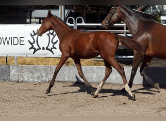 Trakehner, Étalon, 1 Année, Bai