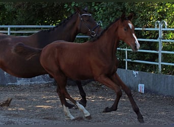 Trakehner, Étalon, 1 Année, Bai