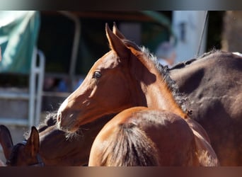 Trakehner, Étalon, 1 Année, Bai