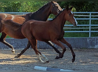 Trakehner, Étalon, 1 Année, Bai