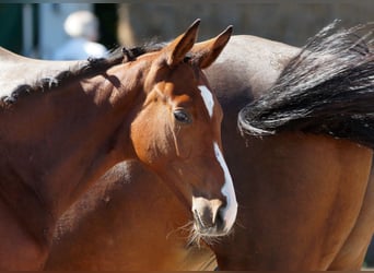 Trakehner, Étalon, 1 Année, Bai