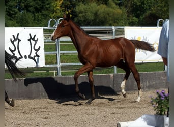 Trakehner, Étalon, 1 Année, Bai