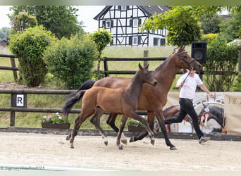 Trakehner, Étalon, 1 Année, Bai
