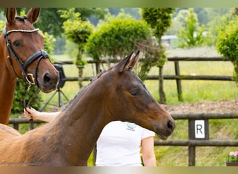 Trakehner, Étalon, 1 Année, Bai
