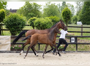 Trakehner, Étalon, 1 Année, Bai