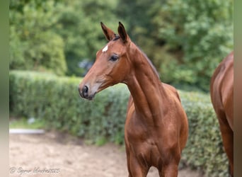 Trakehner, Étalon, 1 Année, Bai