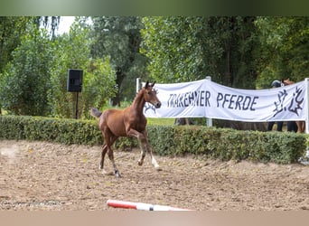 Trakehner, Étalon, 1 Année, Bai