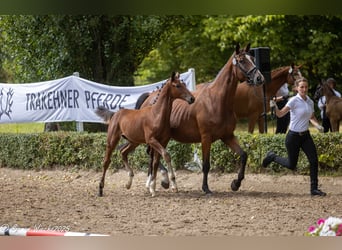 Trakehner, Étalon, 1 Année, Bai