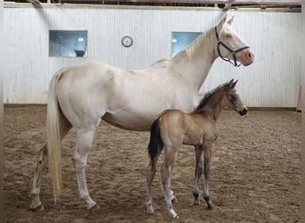 Trakehner, Étalon, 1 Année, Buckskin