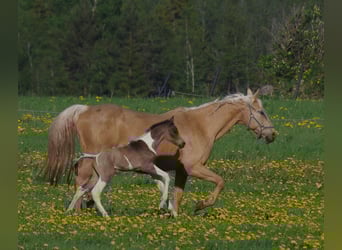 Trakehner, Étalon, 1 Année, Buckskin