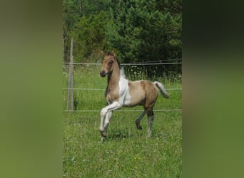 Trakehner, Étalon, 1 Année, Buckskin