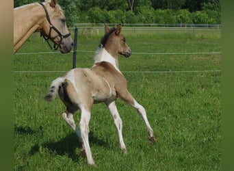 Trakehner, Étalon, 1 Année, Buckskin