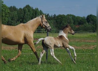 Trakehner, Étalon, 1 Année, Buckskin