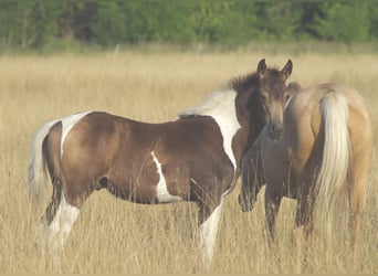 Trakehner, Étalon, 1 Année, Buckskin