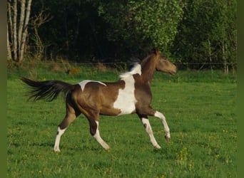 Trakehner, Étalon, 1 Année, Buckskin