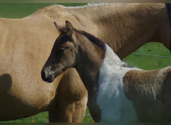 Trakehner, Étalon, 1 Année, Buckskin