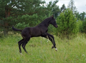 Trakehner, Étalon, 1 Année