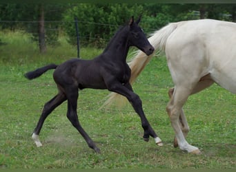 Trakehner, Étalon, 1 Année