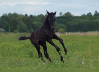 Trakehner, Étalon, 1 Année