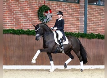 Trakehner, Étalon, 1 Année