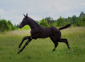 Trakehner, Étalon, 1 Année