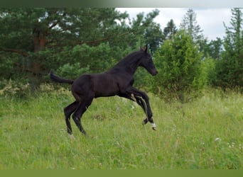 Trakehner, Étalon, 1 Année