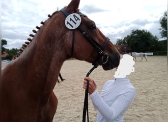 Trakehner, Étalon, 1 Année