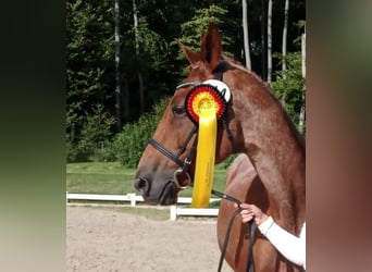 Trakehner, Étalon, 1 Année