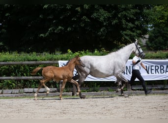 Trakehner, Étalon, 1 Année, Gris