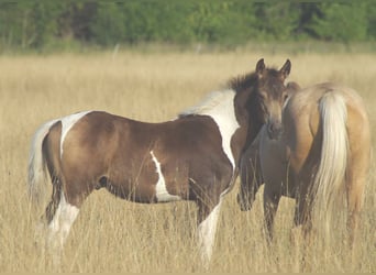 Trakehner, Étalon, 1 Année, Isabelle