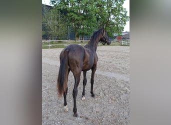 Trakehner, Étalon, 1 Année, Noir