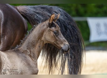 Trakehner, Étalon, 1 Année, Noir
