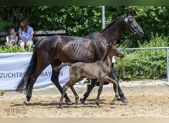 Trakehner, Étalon, 1 Année, Noir