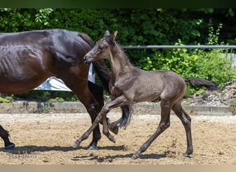 Trakehner, Étalon, 1 Année, Noir