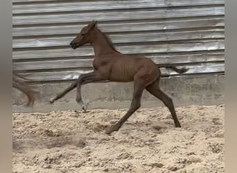 Trakehner, Étalon, 1 Année, Peut devenir gris