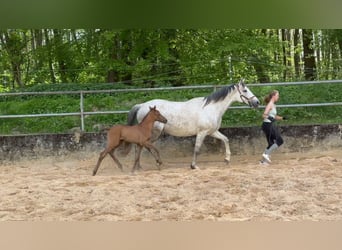 Trakehner, Étalon, 1 Année, Peut devenir gris