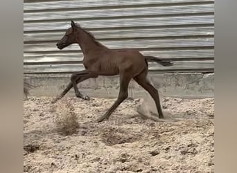 Trakehner, Étalon, 1 Année, Peut devenir gris