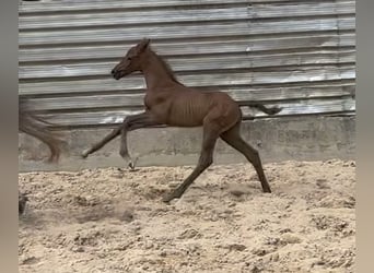 Trakehner, Étalon, 1 Année, Peut devenir gris