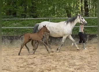 Trakehner, Étalon, 1 Année, Peut devenir gris