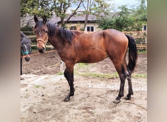 Trakehner Croisé, Étalon, 2 Ans, 155 cm, Bai