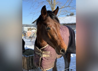Trakehner, Étalon, 2 Ans, 156 cm, Bai