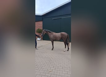 Trakehner, Étalon, 2 Ans, 158 cm, Peut devenir gris