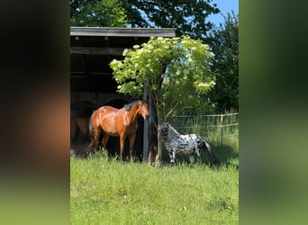 Trakehner, Étalon, 2 Ans, 161 cm, Bai