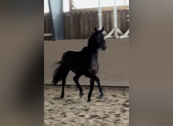 Trakehner, Étalon, 2 Ans, 163 cm, Bai