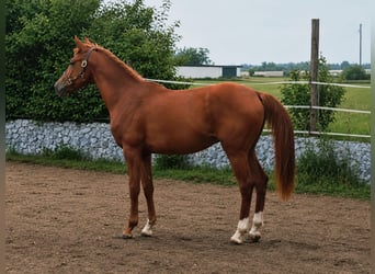 Trakehner, Étalon, 2 Ans, 165 cm, Alezan