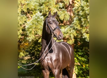 Trakehner, Étalon, 2 Ans, 167 cm, Bai brun foncé