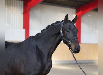Trakehner, Étalon, 2 Ans, 168 cm, Bai brun foncé