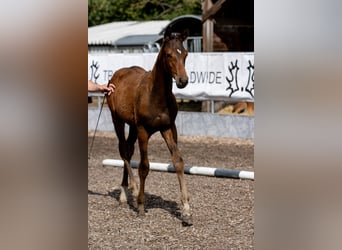 Trakehner, Étalon, 2 Ans, 168 cm, Bai