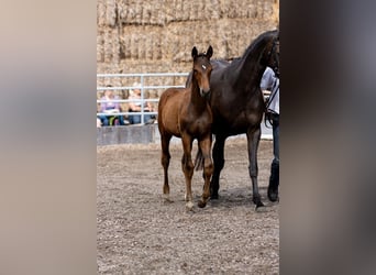 Trakehner, Étalon, 2 Ans, 168 cm, Bai